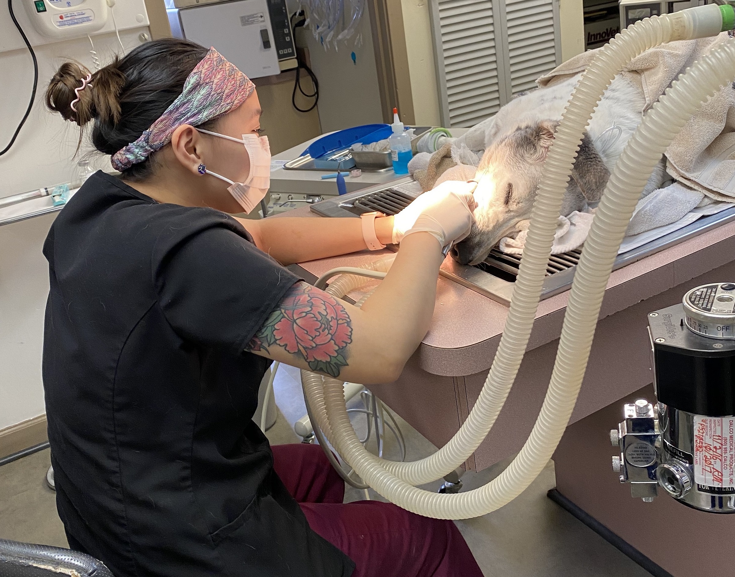 Veterinary Technician performing a dental polishing on a dog